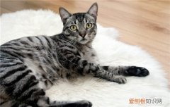 博汪猫粮每天吃多少克 每只猫咪的食量各不相同