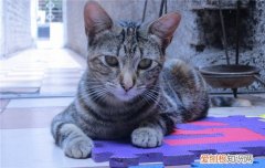 博汪猫粮每天喂多少 猫咪每日最佳喂食量仅供参考