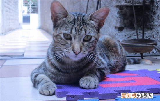 博汪猫粮每天喂多少 猫咪每日最佳喂食量仅供参考