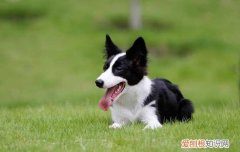 博汪狗粮厂家在哪里 原材料添加是否符合营养需求?