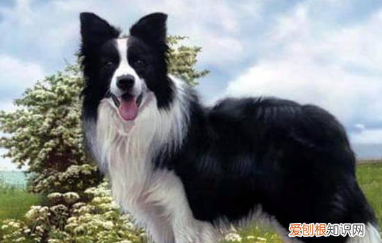 博汪狗粮狗狗喜欢吃吗？ 主要成分都是鲜肉了还不喜欢？