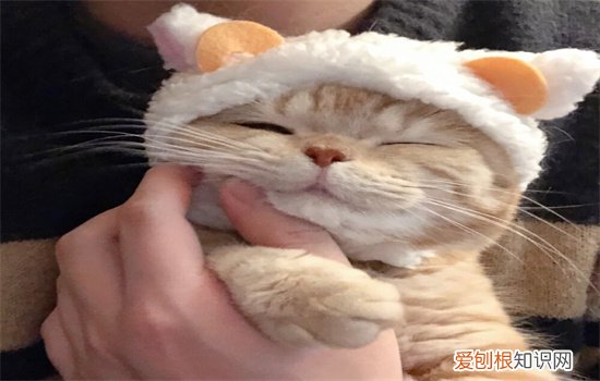 小猫如何去除跳蚤 小猫有跳蚤怎么去除