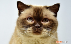 猫咪发情后可以洗澡嘛 猫发完情能不能洗澡