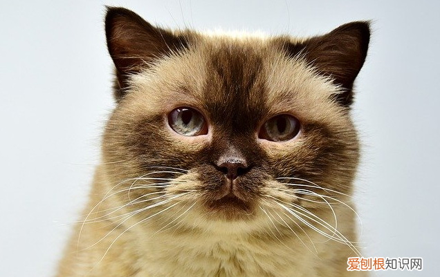 猫咪发情后可以洗澡嘛 猫发完情能不能洗澡