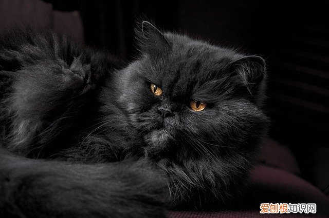 猫咪干呕但是不吐 猫干呕不吐是什么情况
