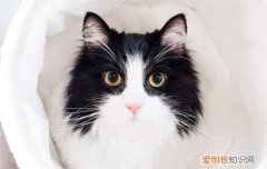 野猫把家猫咬了怎么办 野猫半夜经常来咬家猫怎么解决