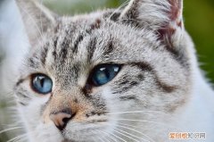 为什么猫夏天不爱吃饭 猫夏天不爱吃东西正常吗