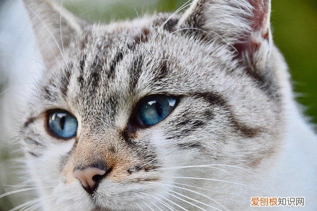 为什么猫夏天不爱吃饭 猫夏天不爱吃东西正常吗