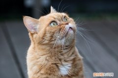 小猫能吃啥? 小猫能吃啥