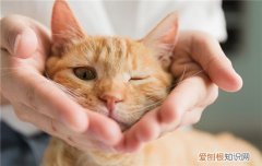 流浪猫喂什么好附近没有猫粮 给流浪猫喂什么好