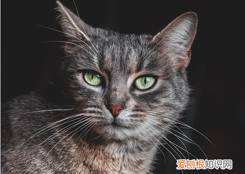 新买的布偶猫不吃饭怎么办 猫不吃饭怎么办