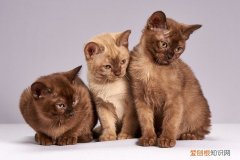 猫咪为什么喜欢蹲在我旁边 为什么上厕所猫咪喜欢蹲在旁边陪着