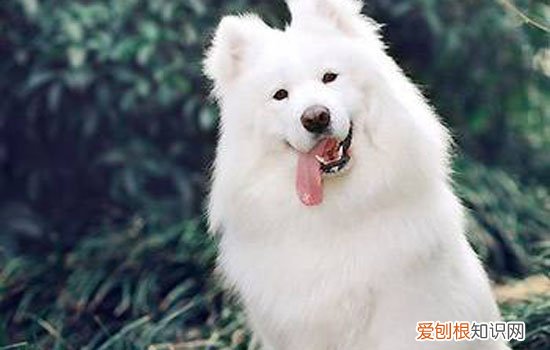 冠能 还是博汪狗粮更适合萨摩耶？