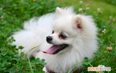 哪个牌子的狗粮好 怎么选择好的狗粮你知道吗？