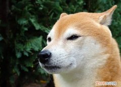 狗狗可以吃豆角吗炒熟的 狗狗可以吃豆角吗