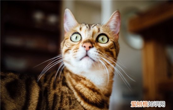 博汪猫粮黑下巴吗 和油性大的猫粮说拜拜