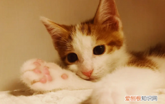小奶猫长得慢 小奶猫快不行的表现