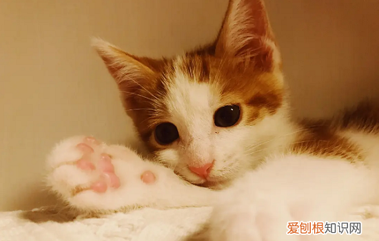 小奶猫长得慢 小奶猫快不行的表现