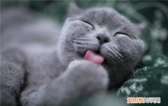 博汪猫粮猫咪可以长期吃吗 博汪猫粮适用于全猫