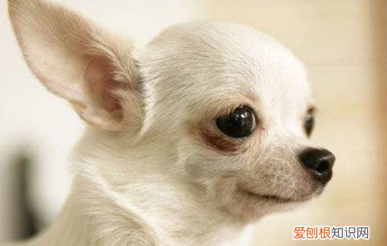 博汪狗粮狗狗爱吃吗 营养含量这么好肯定是爱吃的啊!
