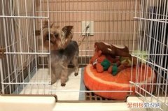 小狗关笼子里总叫怎么办 小狗关笼子里老是叫怎么办