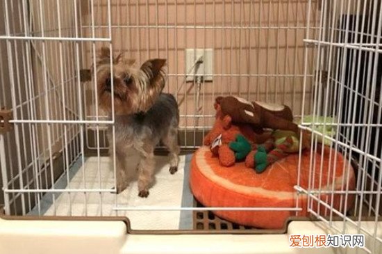 小狗关笼子里总叫怎么办 小狗关笼子里老是叫怎么办