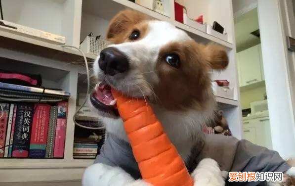 狗狗能吃胡萝卜吗熟的