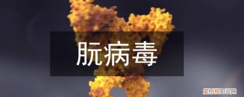 鸡肉有病毒吗 鸡吃鸡肉会得朊病毒吗