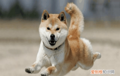 ?狗狗运动过量的表现
