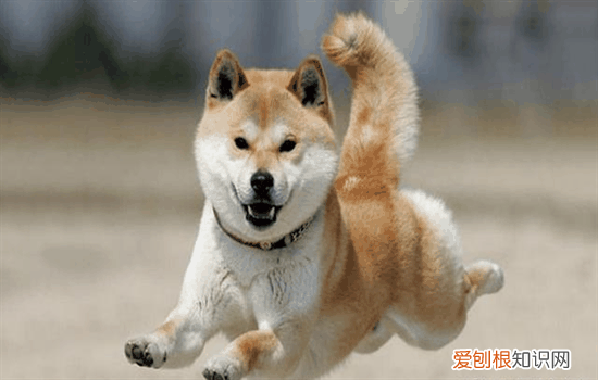 ?狗狗运动过量的表现