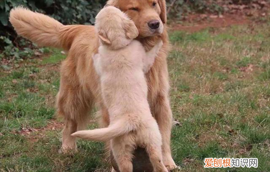 狗狗发情不绝育会怎么样吗 狗狗发情不绝育会怎么样