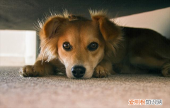 ?狗狗绝育还是不绝育好
