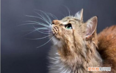 小猫长胡子是为了什么