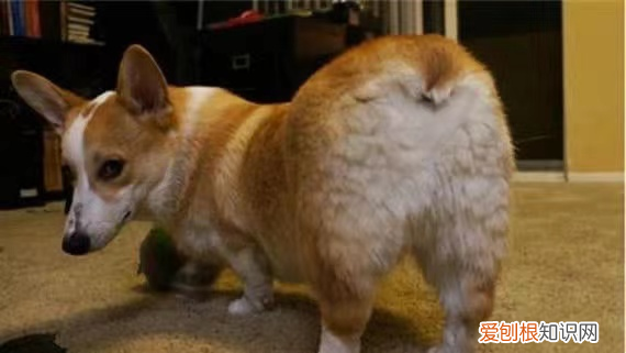 狗狗的心事 狗狗六大心事！铲屎官必知！
