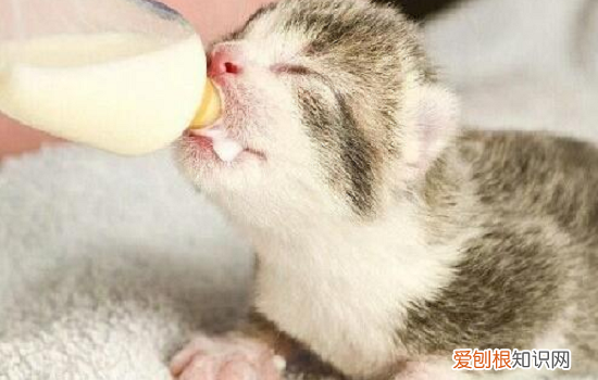 刚出生的小猫咪能喝牛奶吗? 刚出生的小猫能喝牛奶吗