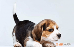 ?狗狗一直挠身上是怎么了