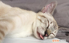 猫的呼噜声什么意思啊 猫的呼噜声什么意思