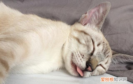 猫的呼噜声什么意思啊 猫的呼噜声什么意思
