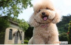泰迪狗可以吃蛋白么 泰迪狗能吃鸡蛋白吗?