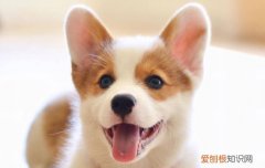 狗狗睡觉一直吐舌头 狗突然整晚不睡觉吐舌头哈气叫