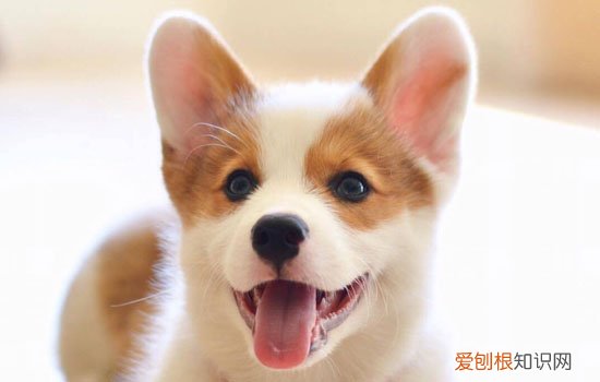 狗狗睡觉一直吐舌头 狗突然整晚不睡觉吐舌头哈气叫