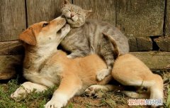 小猫突然变得暴躁还乱咬人 小猫突然变得暴躁还乱咬