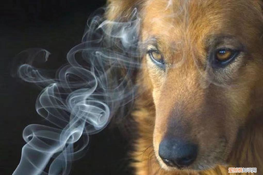 狗狗有泪痕,只是因为上火了吗为什么 狗狗有泪痕，只是因为上火了吗？