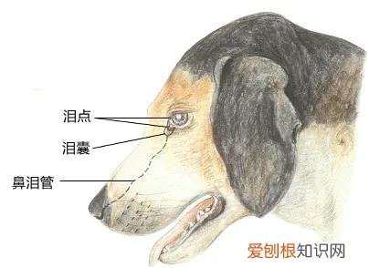 狗狗有泪痕,只是因为上火了吗为什么 狗狗有泪痕，只是因为上火了吗？