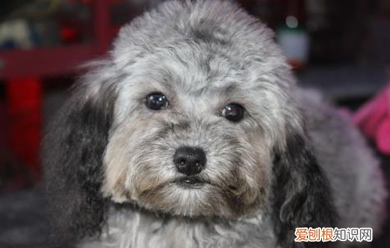 泰迪狼嚎表示什么情况 泰迪什么情况下狼嚎