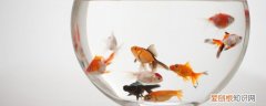 怎么给鱼消毒 鱼消毒最简单的方法是什么