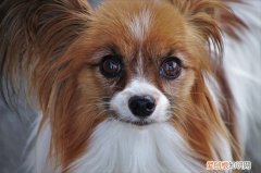 狗什么都不想吃怎么办 狗狗什么都不吃怎么办