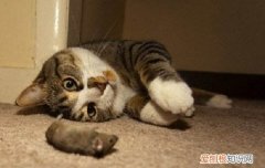 粘鼠板的胶弄到猫身上怎么办 猫被粘鼠板粘住了怎么处理身上的胶