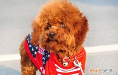 泰迪狗牙上有点牙结石怎么办 泰迪狗牙结石怎么去除