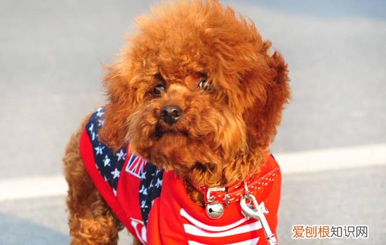 泰迪狗牙上有点牙结石怎么办 泰迪狗牙结石怎么去除